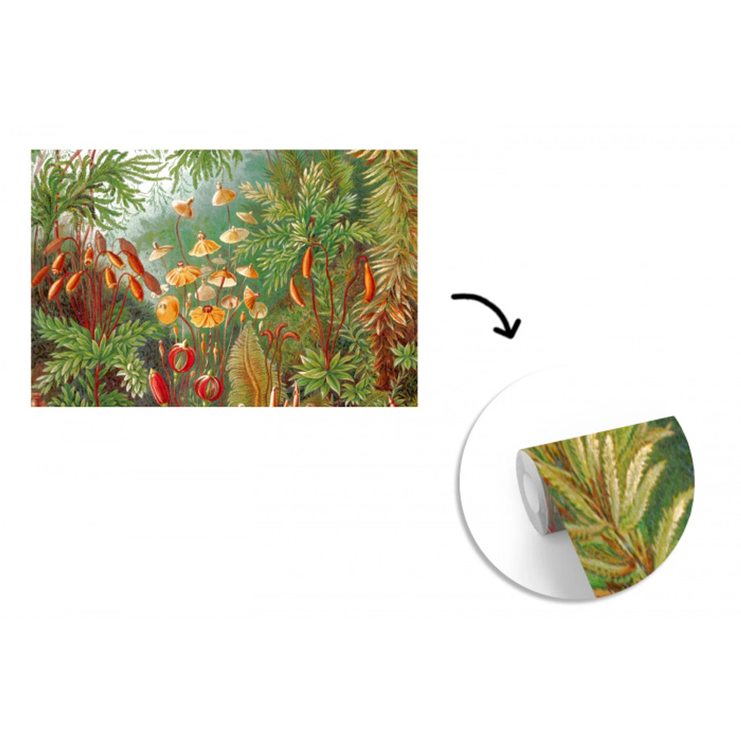 Design - Natuur - Paddenstoelen - Ernst Haeckel fotobehang vinyl groot -3d