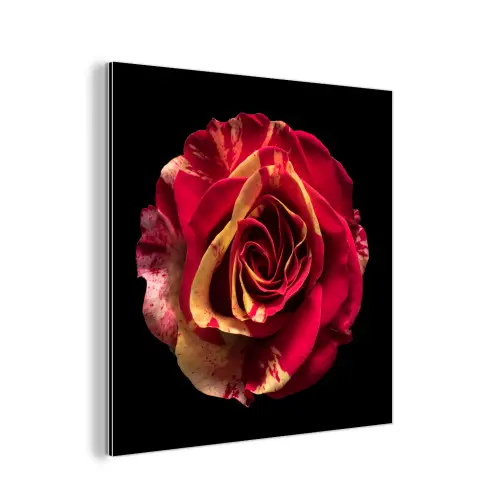 Bloem - Roos - Rood - Zwart aluminium wit klein -3d