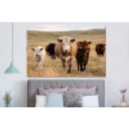 Runderen - Kudde - Landschap - Weide - Rustig forex 5mm xxl -slaapkamer