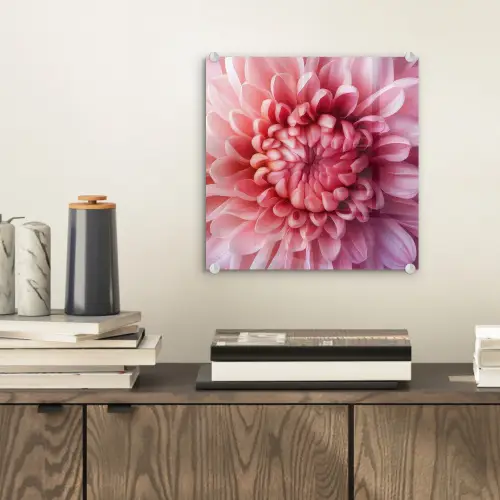 Dahlia - Bloem - Close up - Roze plexiglas 5mm klein -sfeer1