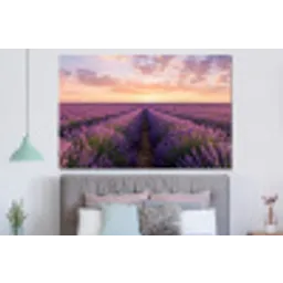 Landschap - Lavendelveld - Paars forex 5mm xxl -slaapkamer