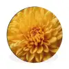 Geel - Chrysant - Zachtheid Wandcirkel aluminium klein -3d
