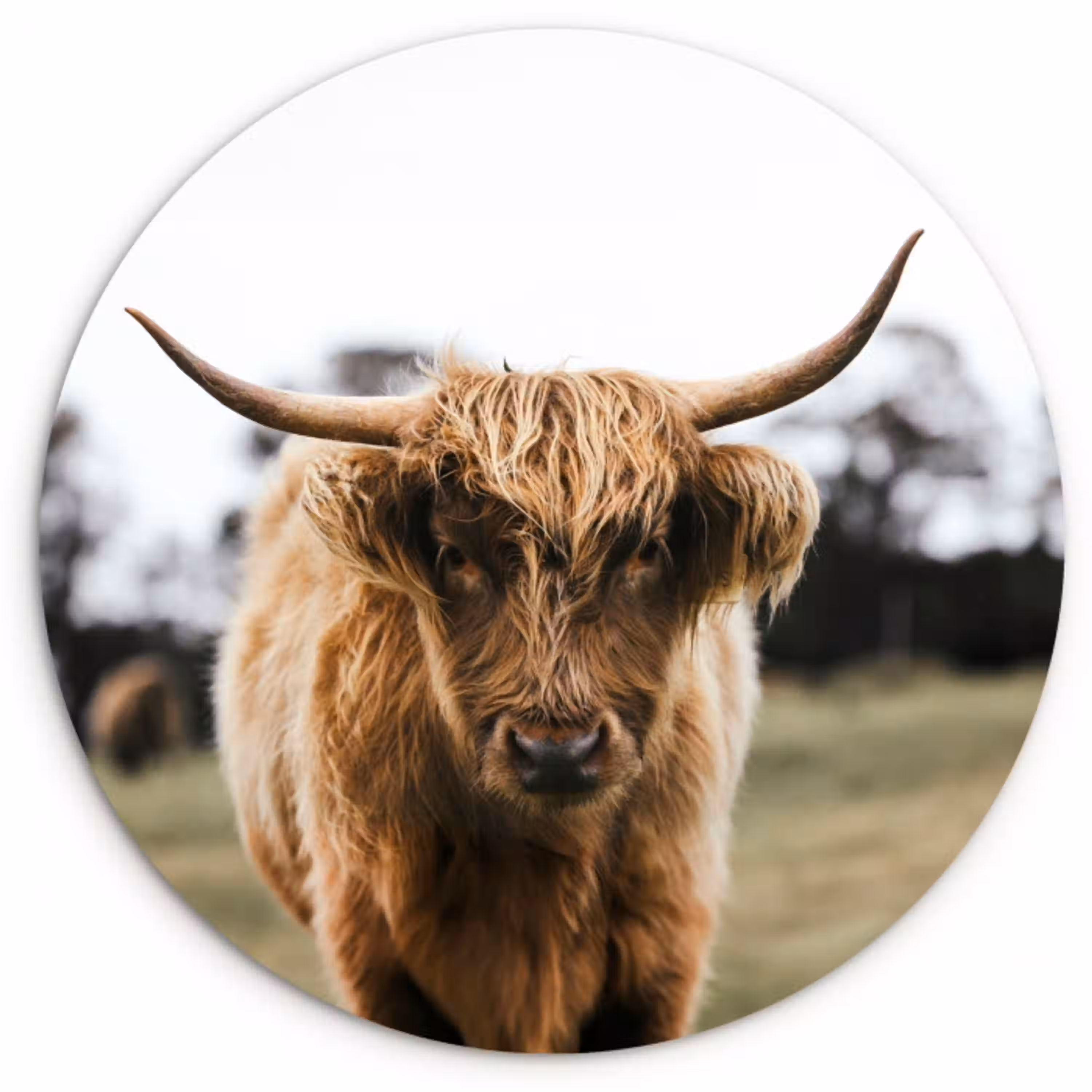 Schotse Hooglander -  Koe - Gras - Dieren - Natuur Wandcirkel kunststof plaat 5mm dik klein -3d