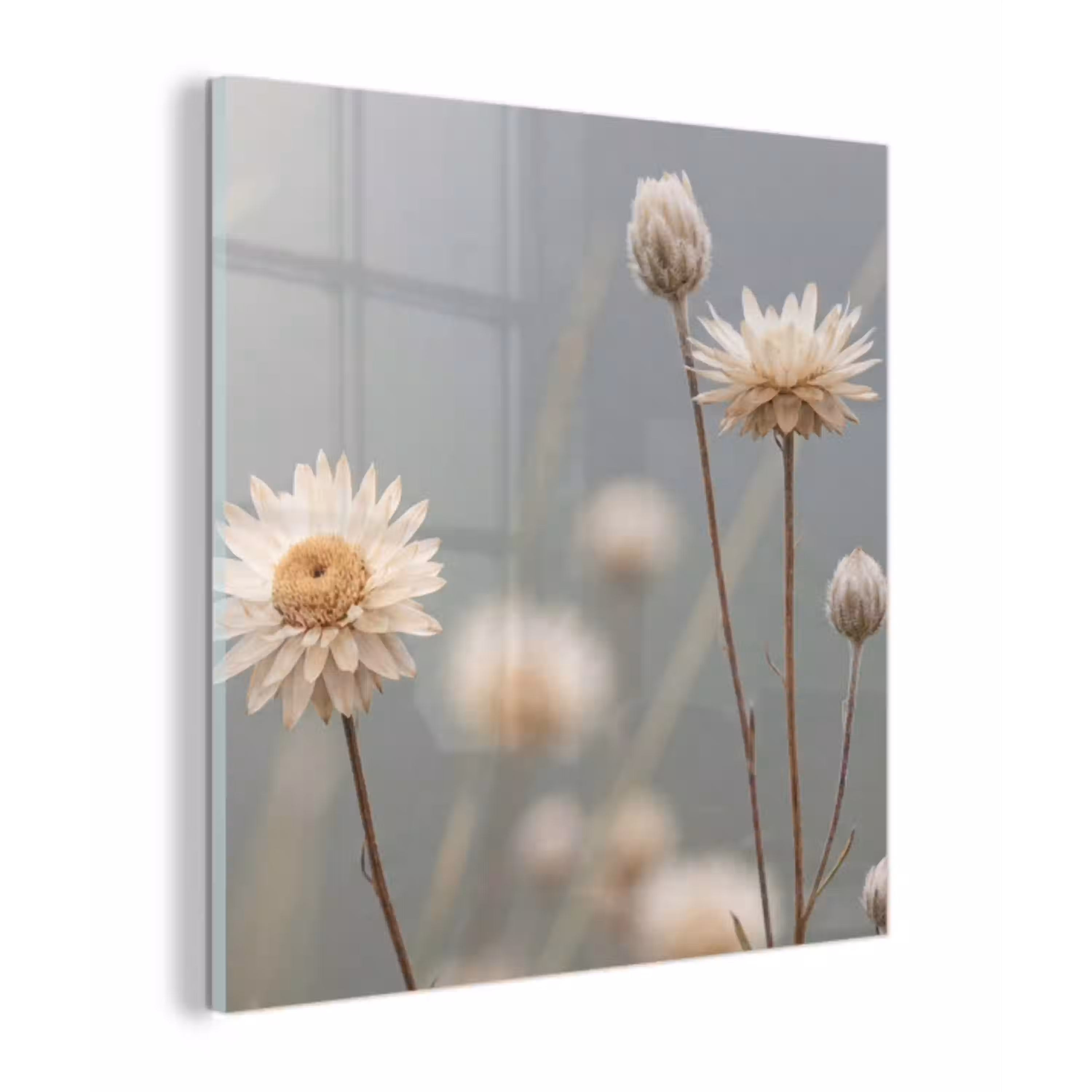 Strobloemen - Wit - Daglicht plexiglas 5mm klein -z3d