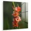 Bloem - Gladiolen - Zalmroze plexiglas 5mm klein -zzzproduct_nieuw