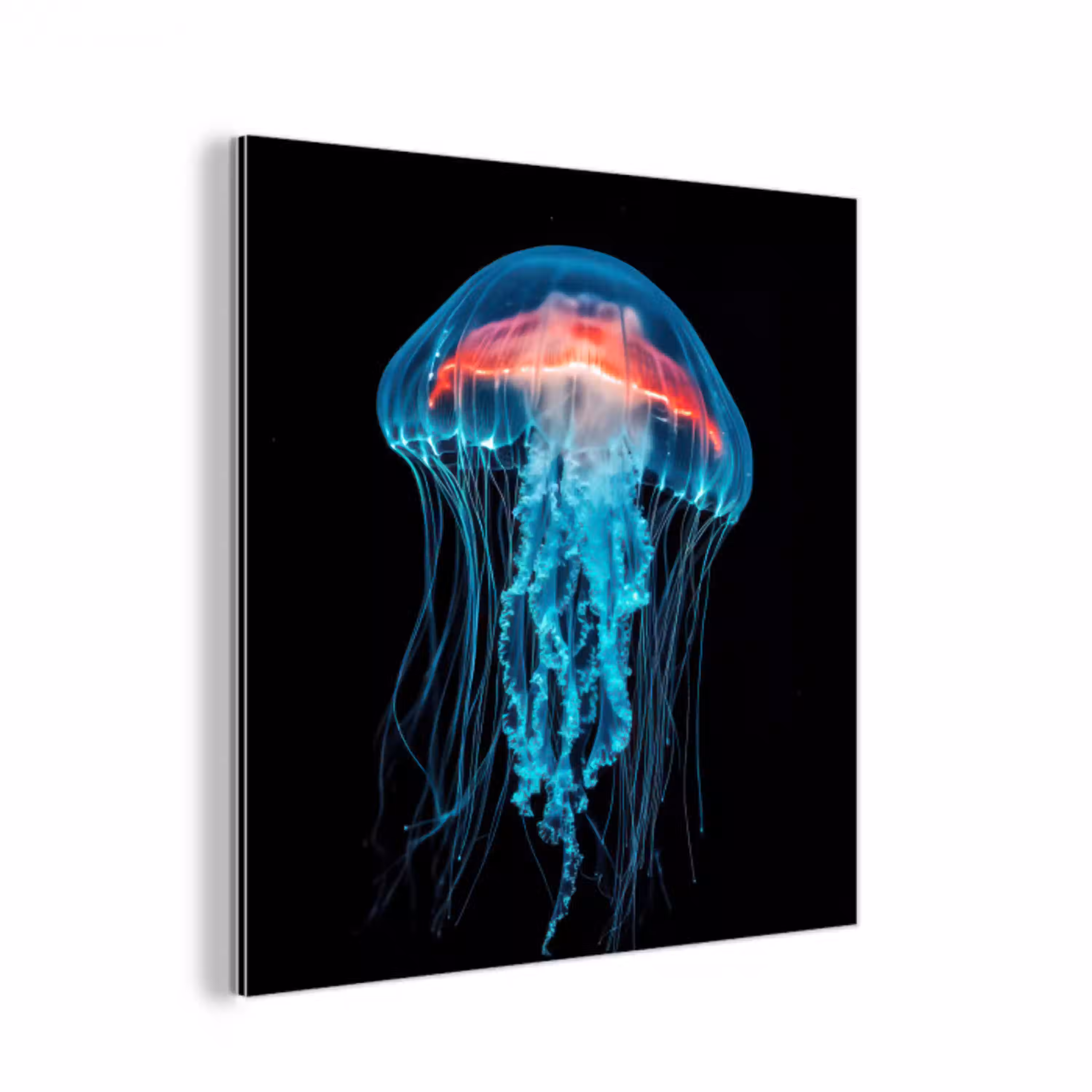 Kwal - Tentakels - Blauw - Licht aluminium wit klein -3d