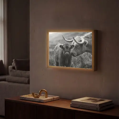 Schotse hooglander - Kalf - Zwart - Wit Light Box met batterij (Wandlamp) middel -sfeer1