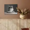 Langharige kat - Zonnebril - Spaghetti - Humor - Zwart - wit PET vilt klein -sfeer4