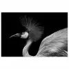Kraanvogel - Zwart - Wit - Vogel - Dieren poster papier klein -3d