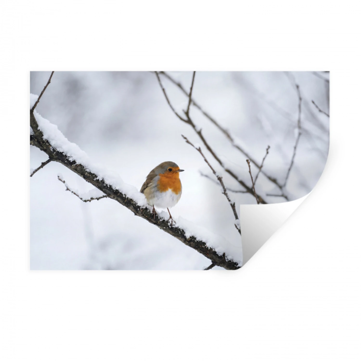 Roodborstje - Tak - Sneeuw - Winter - Levendig Muursticker klein -3d