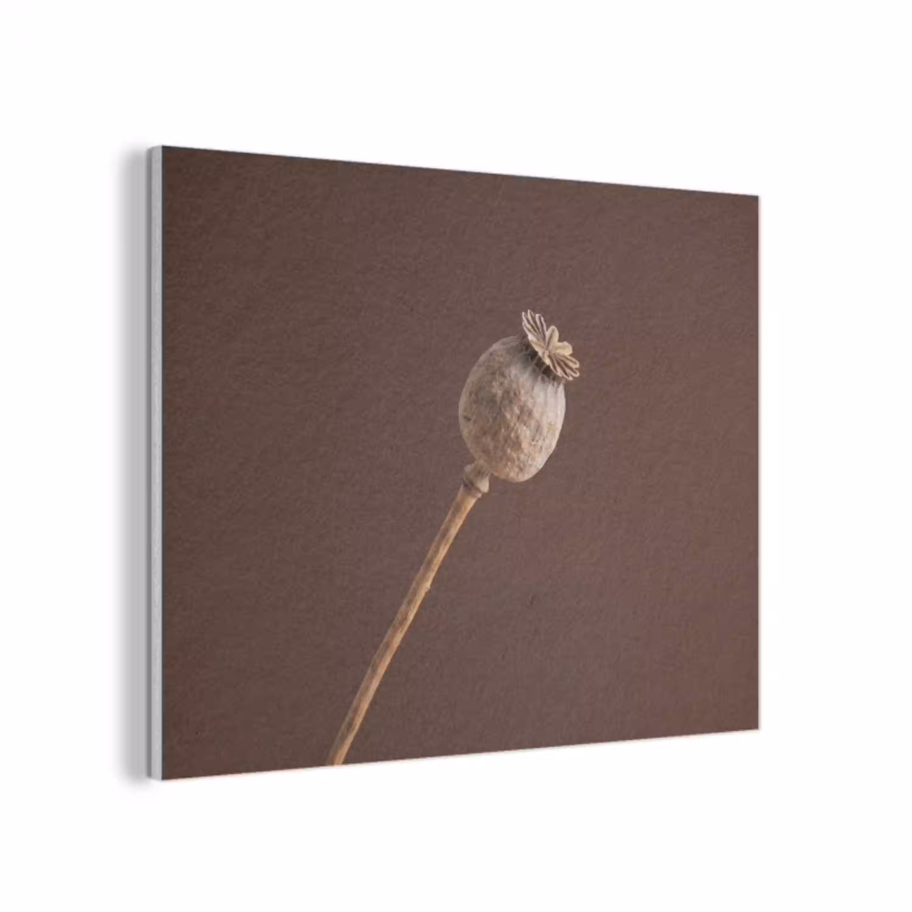 Papaverbol - Droogbloem - Bruin - Minimalistisch PET vilt klein -3d