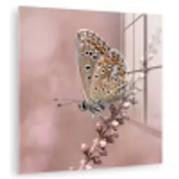 Lavendel - Vlinder - Paars plexiglas 5mm klein -zzzproduct_nieuw