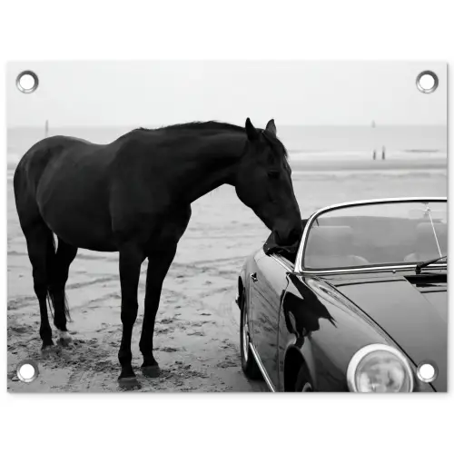 Paard - Auto - Zwart - Wit tuinposter los doek klein -3d