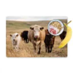 Runderen - Kudde - Landschap - Weide - Rustig Placemat vinyl groot -zzzproduct_Kitchenyeah-website