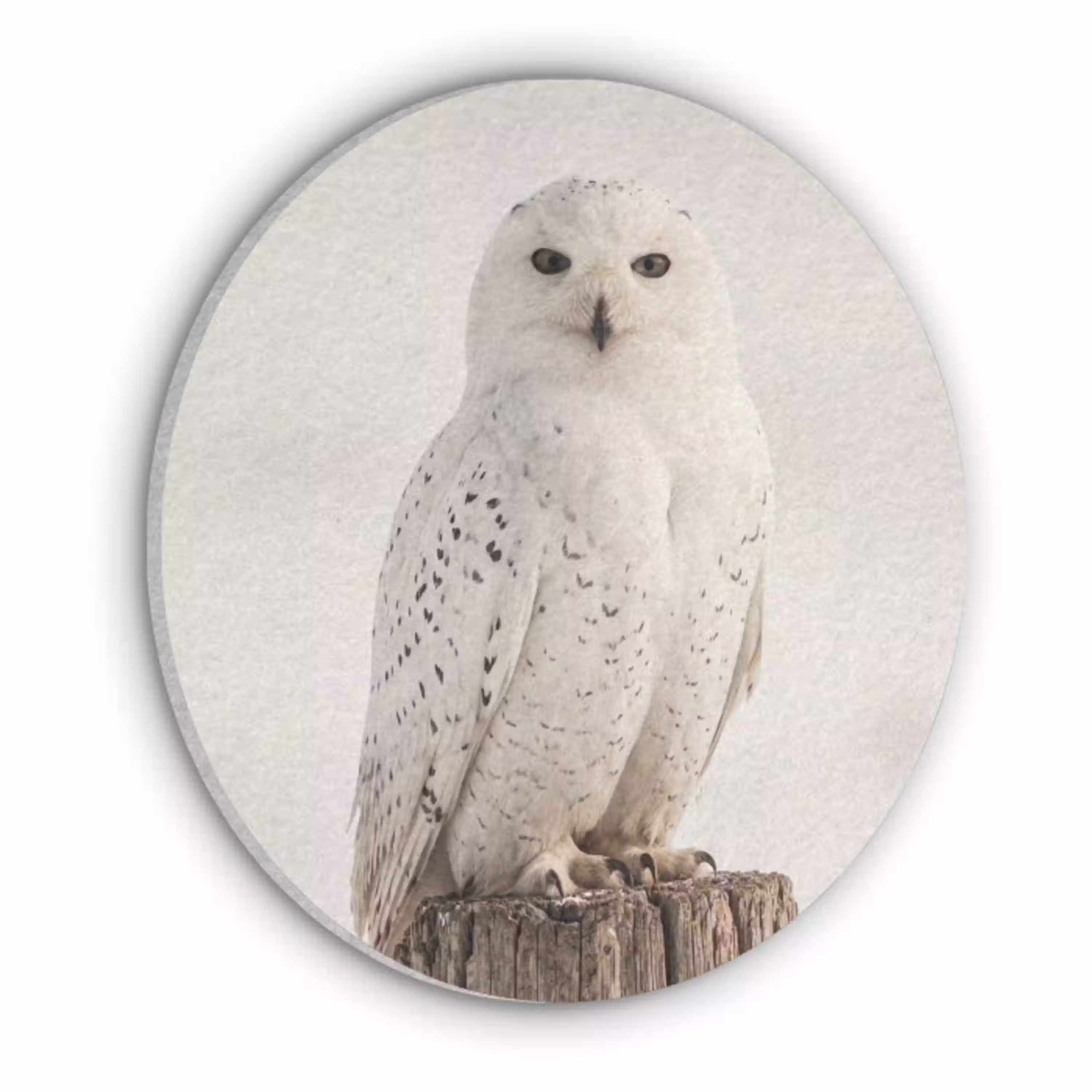 Sneeuwuil - Paal - Winter - Portret - Majestueus Akoestische PET Vilt - Rond klein -3d