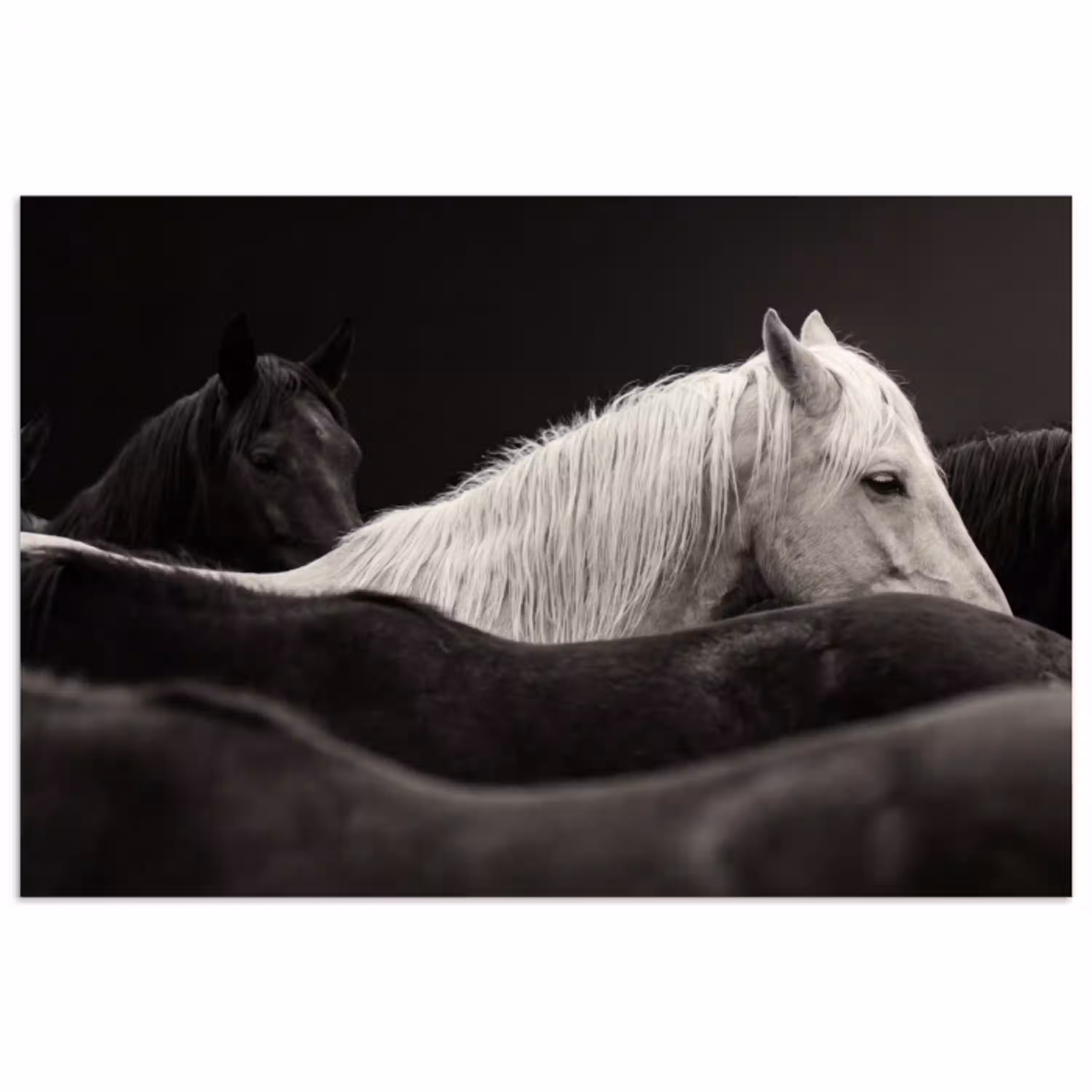 Paarden - Zwart - Wit - Kudde poster papier klein -3d