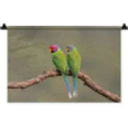 Papagaai - Tak - Natuur - Kleurrijk Wandkleed katoen klein -zz3d