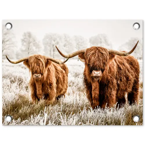Schotse hooglander - Koe - Dieren - Natuur - Heide tuinposter los doek klein -3d