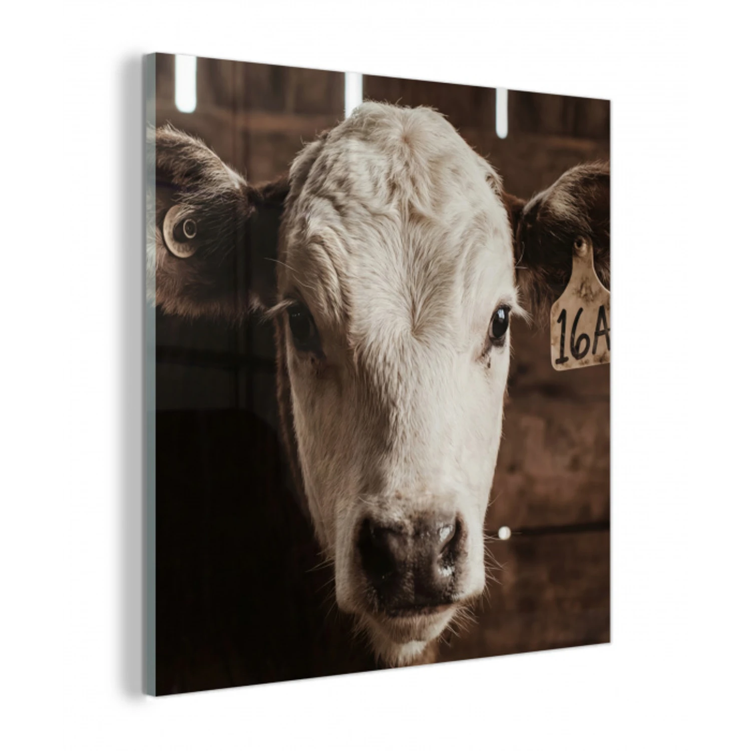 Kalf - Oormerk - Houten stal plexiglas 5mm klein -z3d