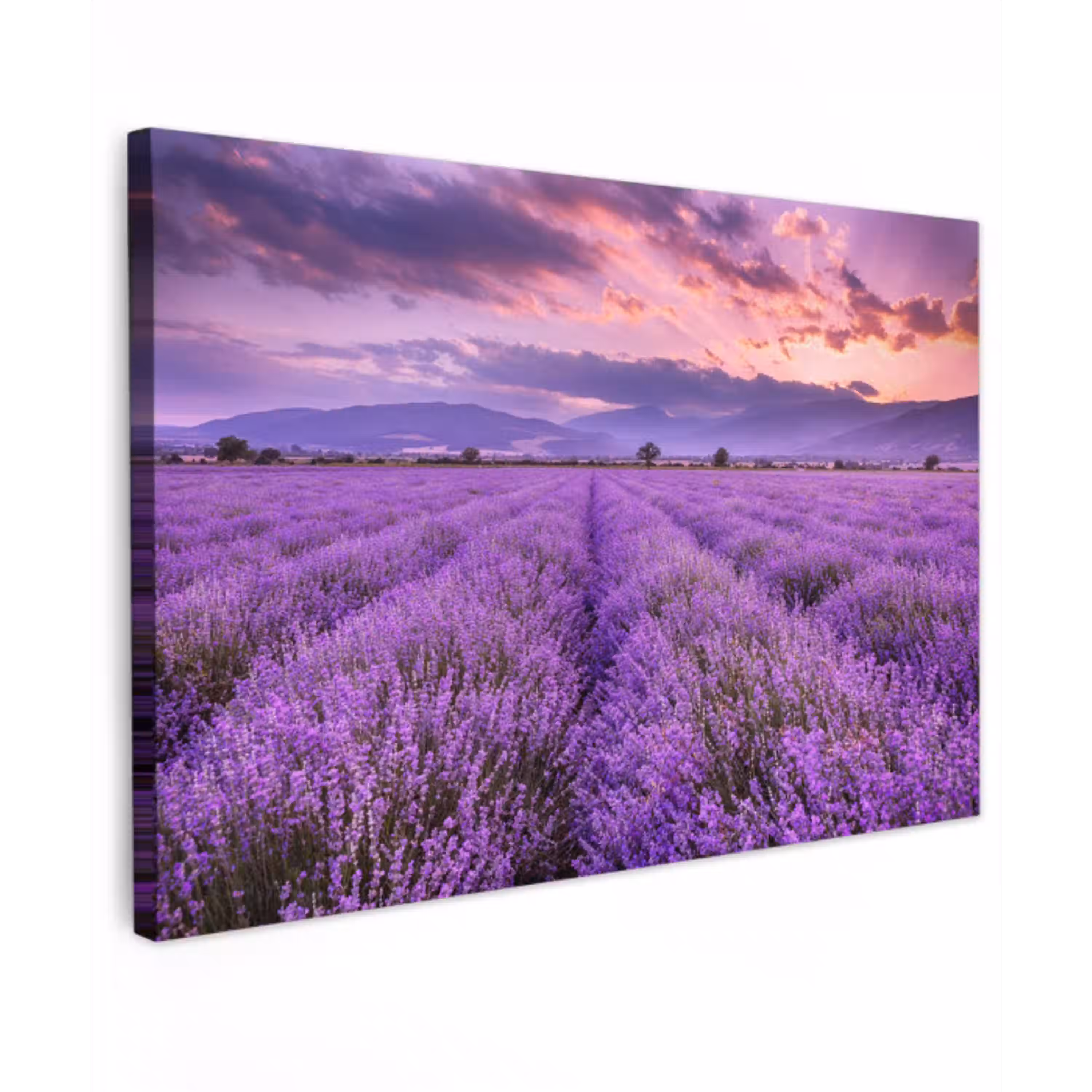 Lavendel - Paars - Bloemen - Veld canvas 2cm klein -z3d