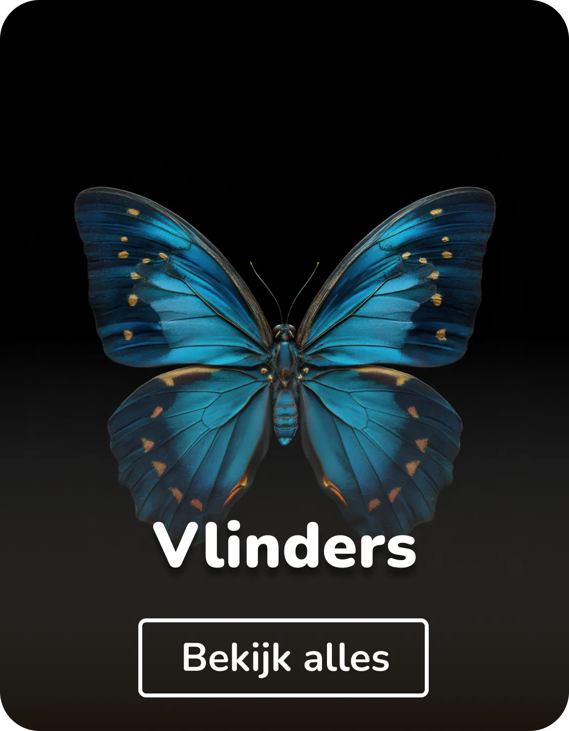 Canvas schilderijen vlinders