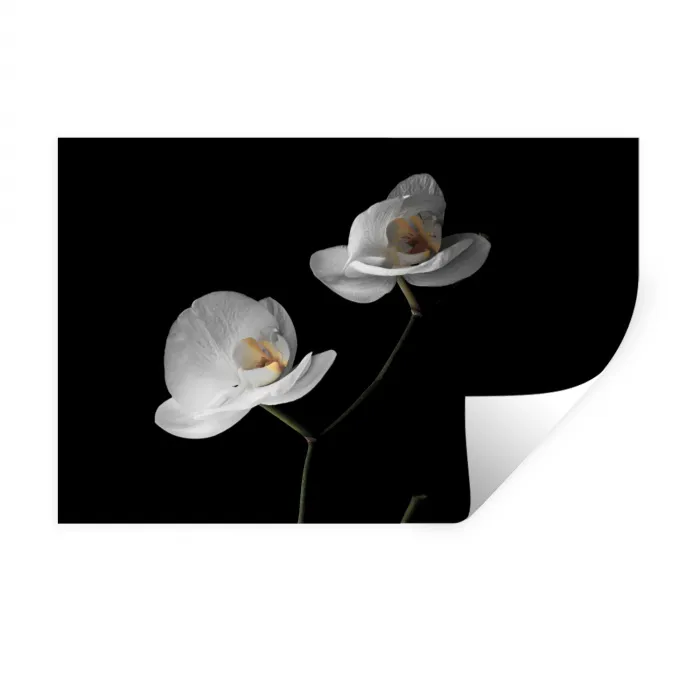 Orchidee - Bloemen - Zwart - Wit - Stilleven Muursticker klein -3d