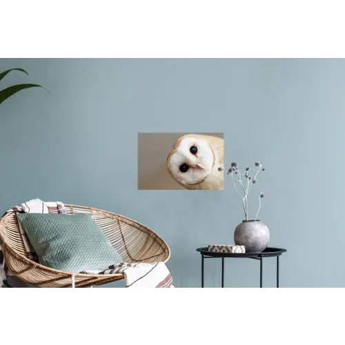 Uil - Bruin - Wit Muursticker klein -plant