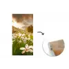 Bloemenveld - Heuvels - Zonsondergang - Berg - Natuur - Wit - Heuvels fotobehang vinyl groot -3d
