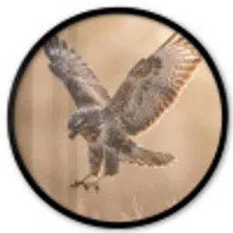 Buizerd - Roofvogel - Natuur - Bruin Fotolijst rond zonder passe partout klein -3d