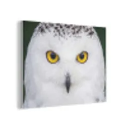 Sneeuwuil - Portret - Geel PET vilt klein -3d