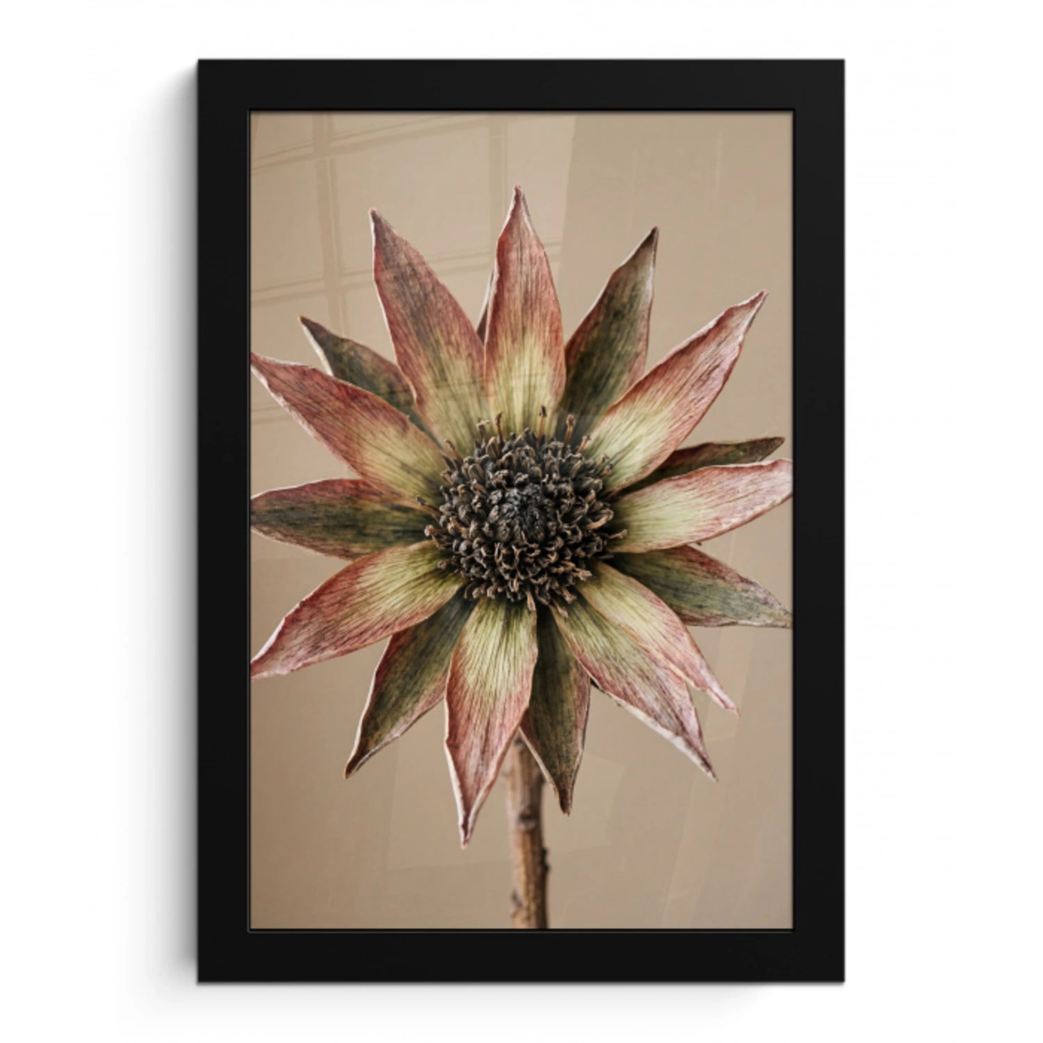 Droogbloem - Protea - Vintage - Beige - Rustiek fotolijst zwart zonder passe partout klein -3d