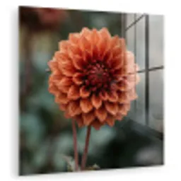Dahlia - Bloem - Natuur - Sfeervol plexiglas 5mm klein -zzzproduct_nieuw