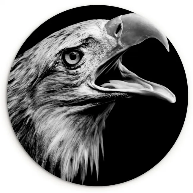 Adelaar - Portret - Roofvogels - Zwart - Wit - Vogel Wandcirkel kunststof plaat 5mm dik klein -3d