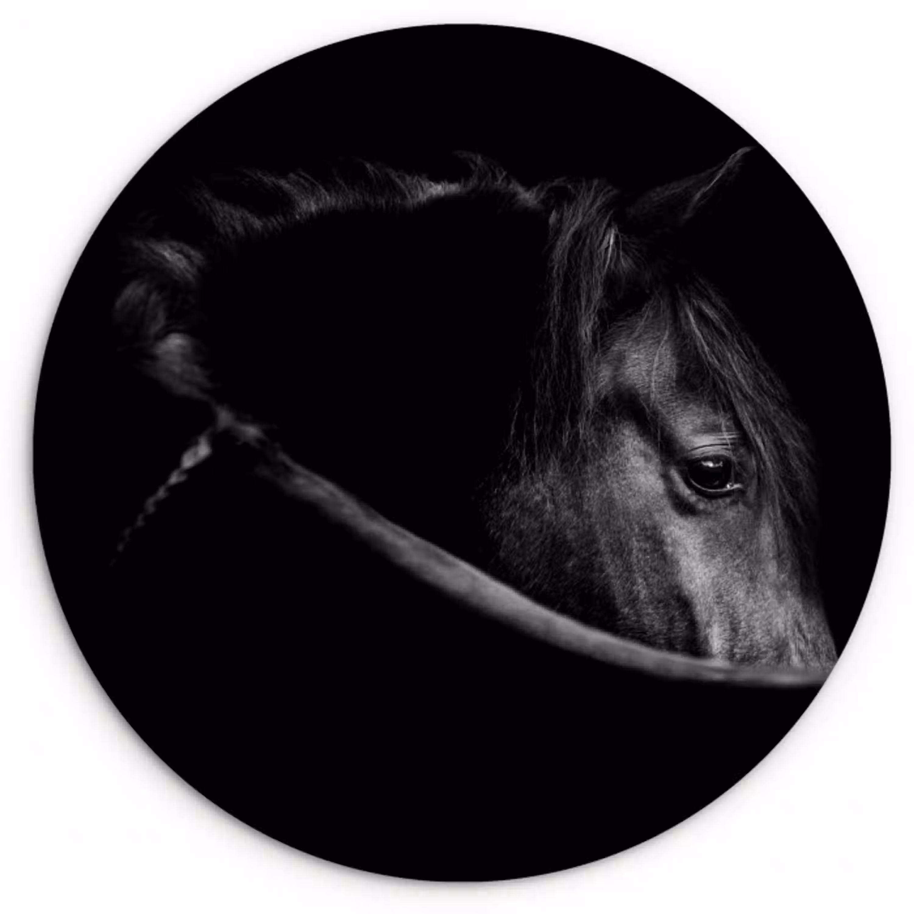 Paarden - Portret - Zwart - Dieren Wandcirkel kunststof plaat 5mm dik klein -3d