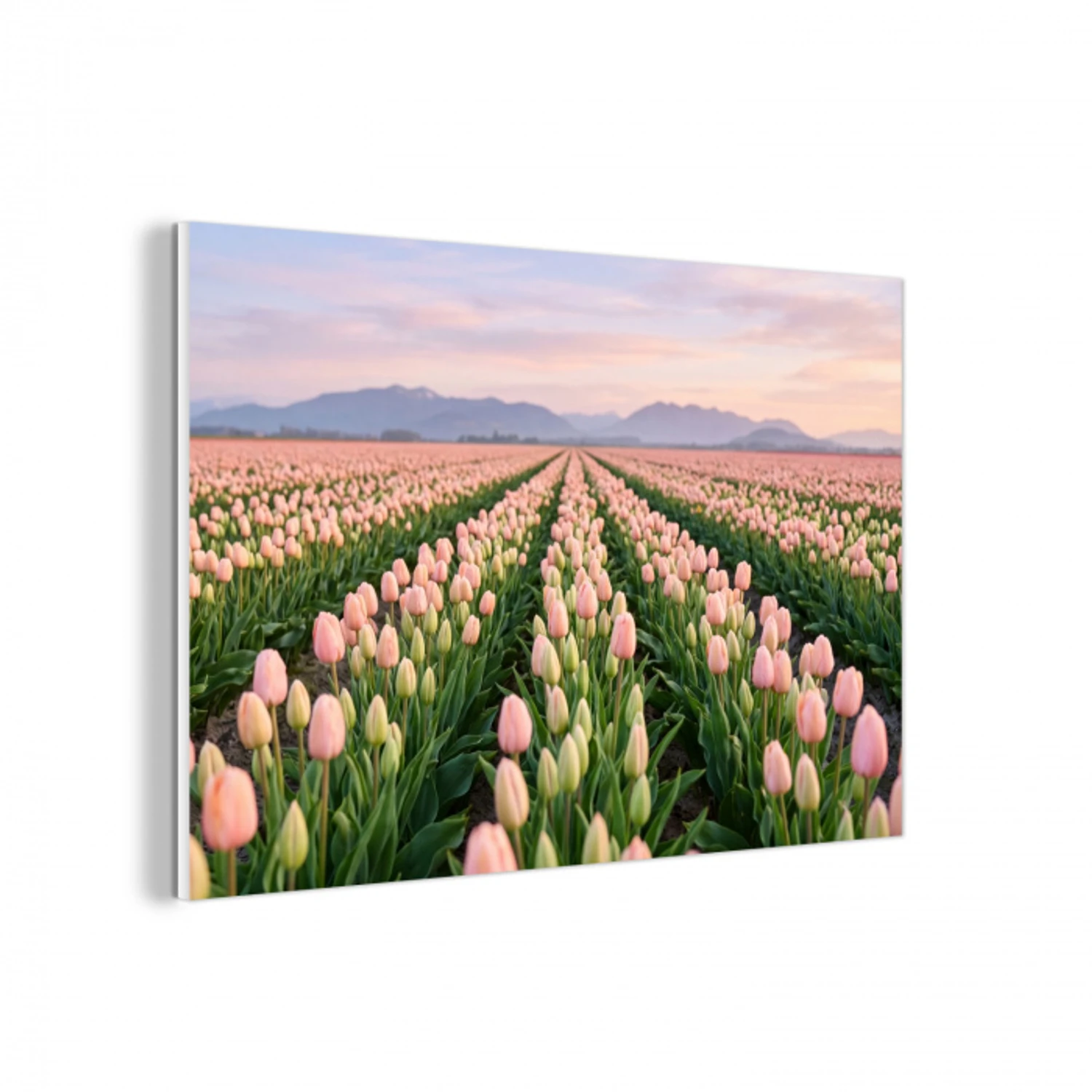 Tulpen - Landschap - Roze forex 5mm xxl -3d
