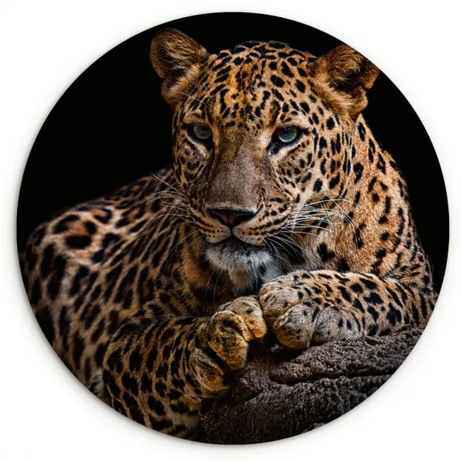 Wilde dieren - Panter - Portret - Zwart - Dieren Wandcirkel kunststof plaat 5mm dik klein -3d