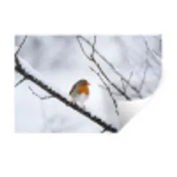Roodborstje - Tak - Sneeuw - Winter - Levendig Muursticker klein -3d