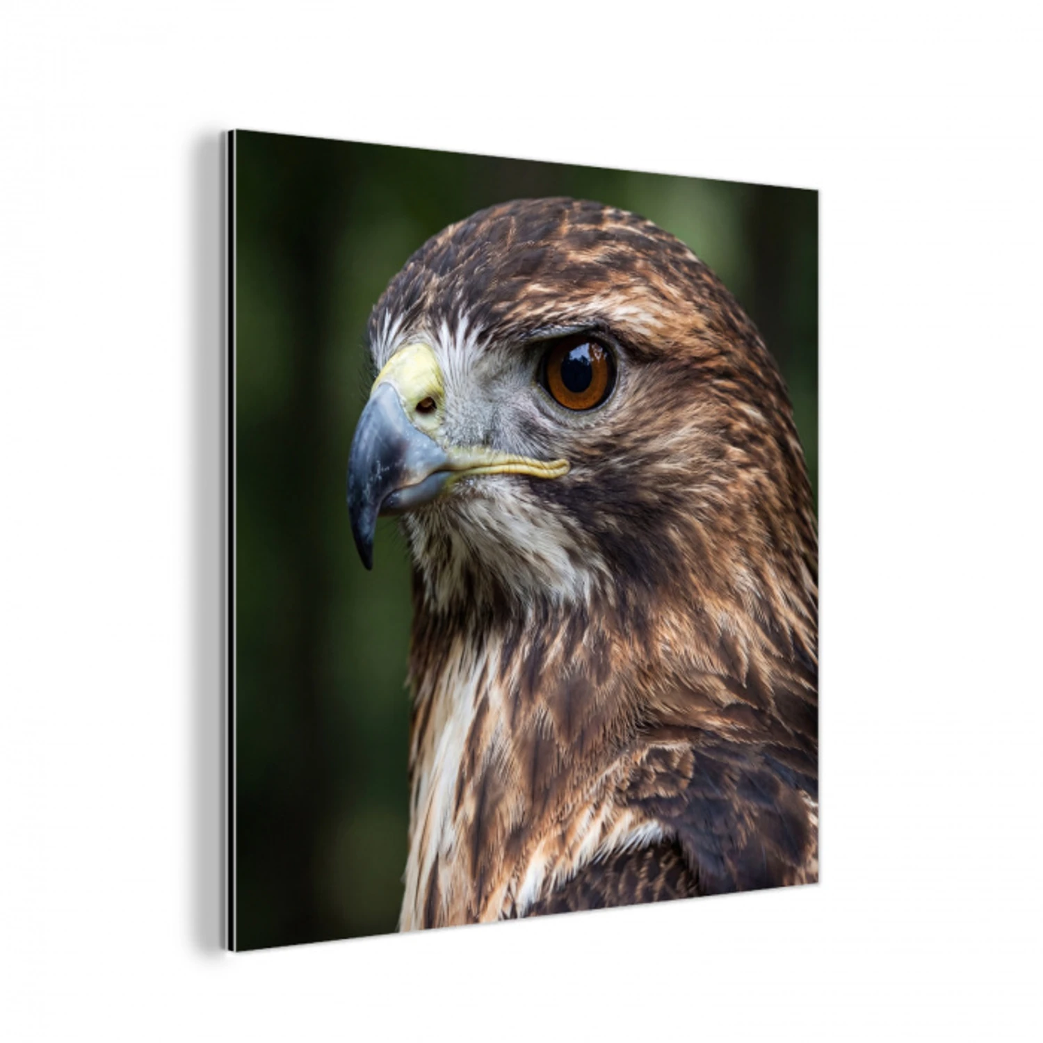 Buizerd - Roofvogel - Natuur - Bruin aluminium wit klein -3d