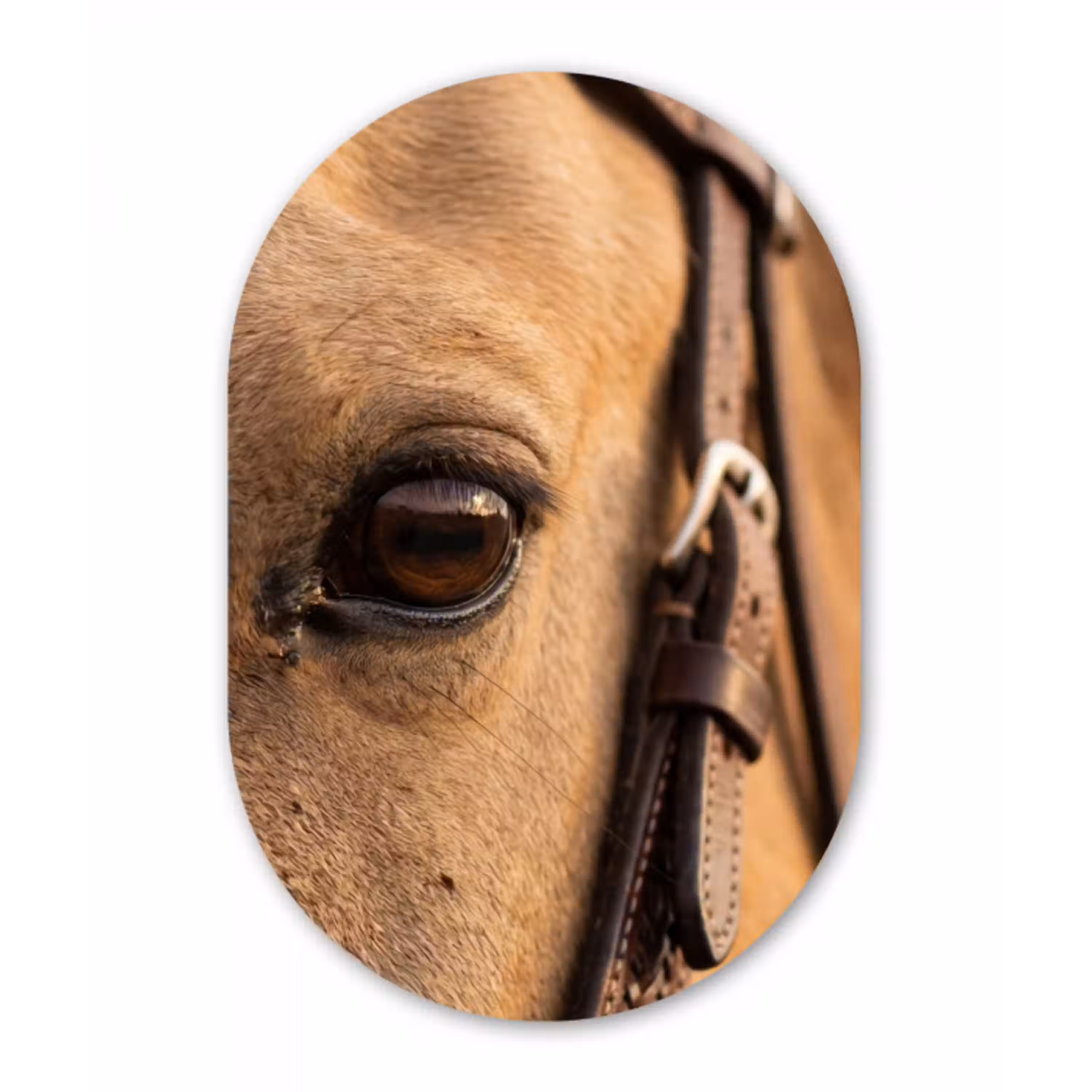 Paard - Oog - Bruin Wandcirkel Ovaal Aluminium middel -3d