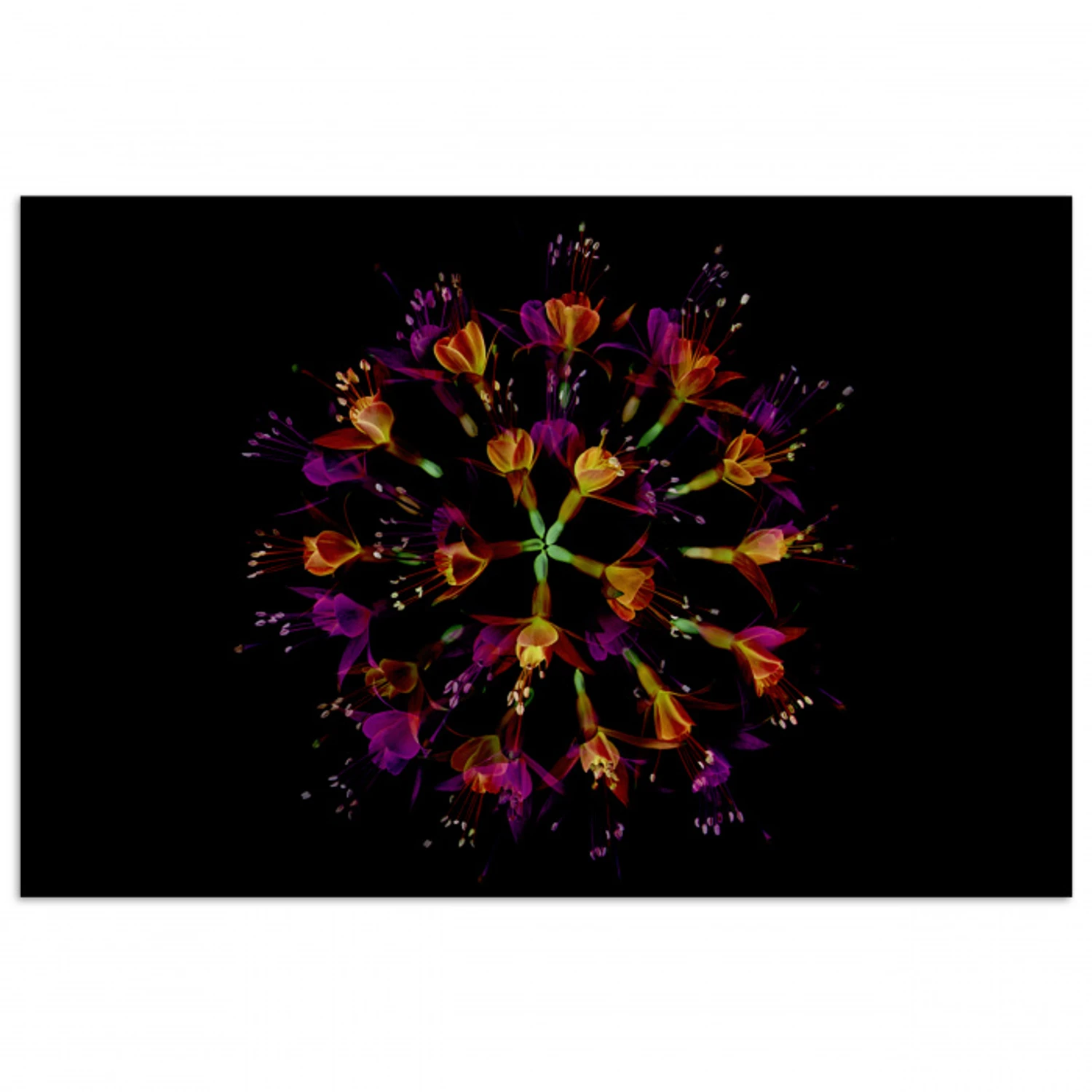 Bloemen - Oranje - Roze - Zwart poster papier klein -3d