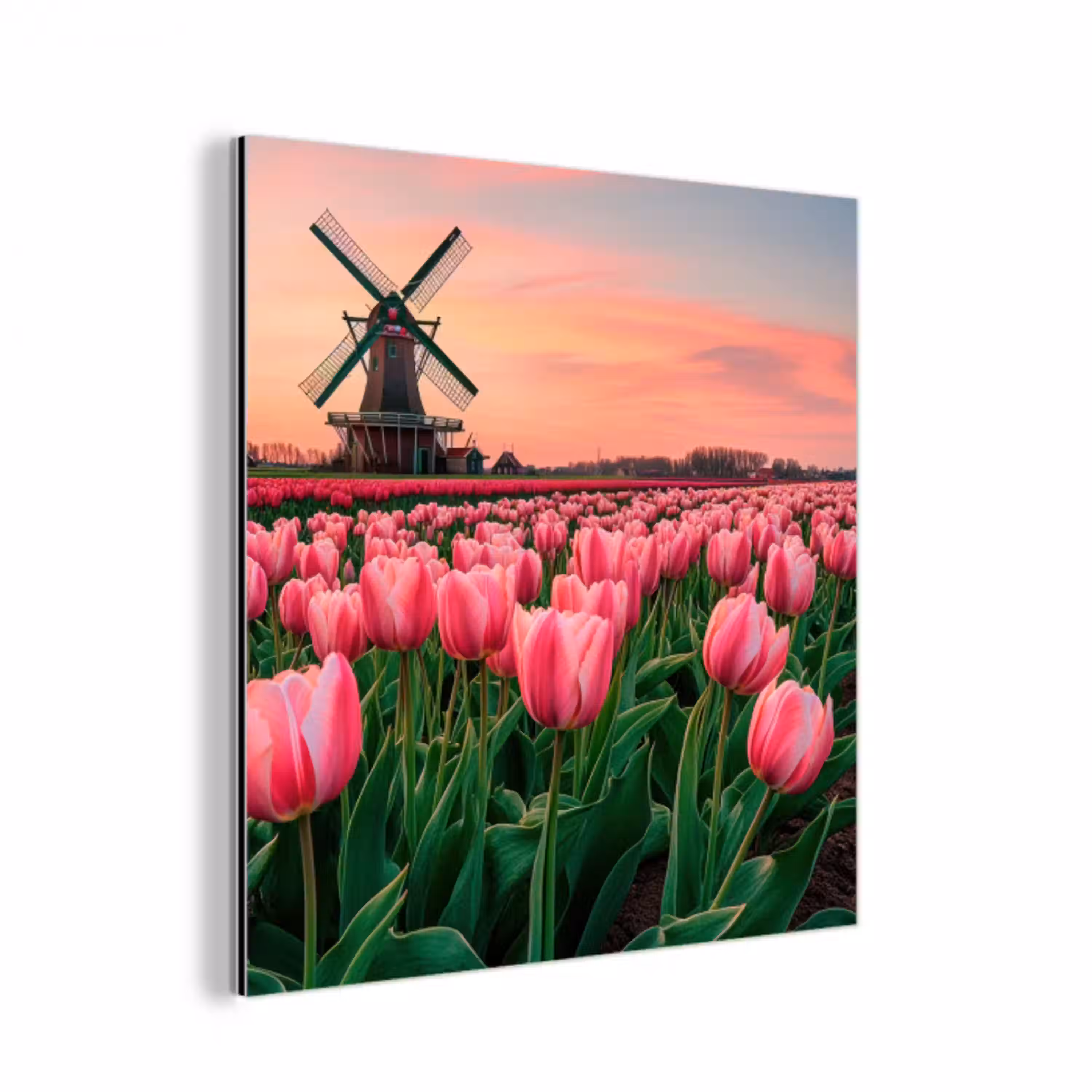 Tulpen - Molen - Nederland aluminium wit klein -3d