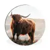 Schotse hooglander - Dieren - Landelijk - Landschap - Koe - Natuur Wandcirkel aluminium klein -3d