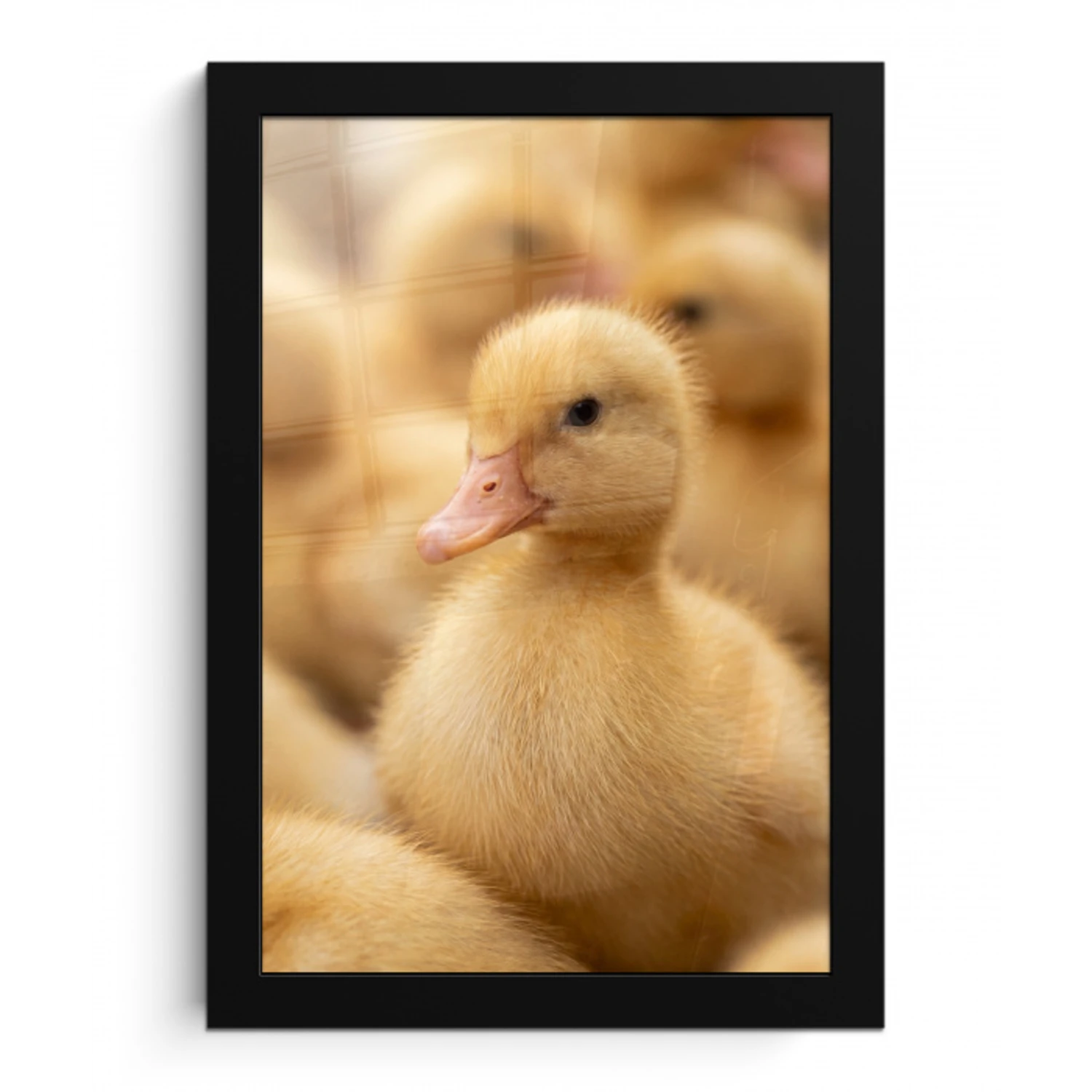 Pijltje - Eend - Natuur - Geel fotolijst zwart zonder passe partout klein -3d
