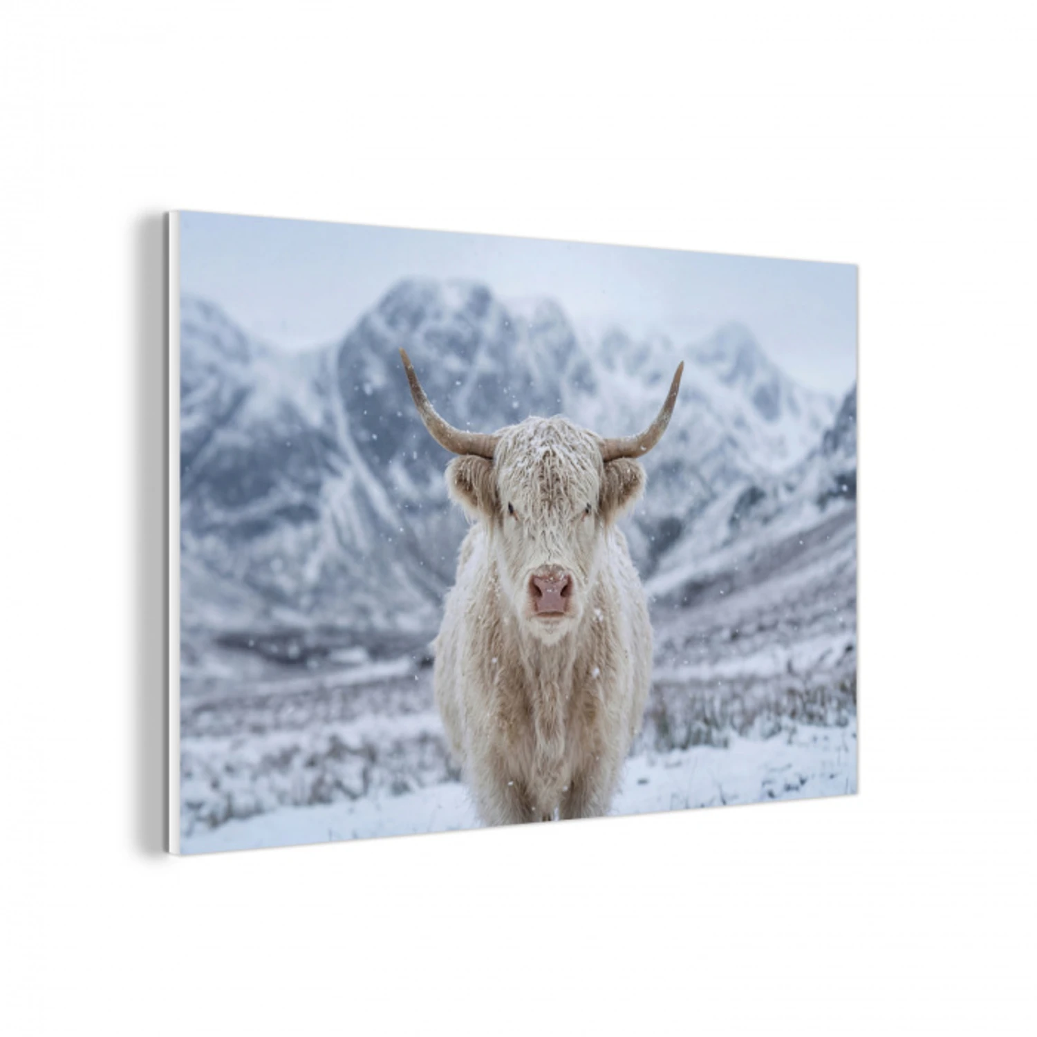 Schotse Hooglander - Sneeuw - Bergen - Winter forex 5mm xxl -3d