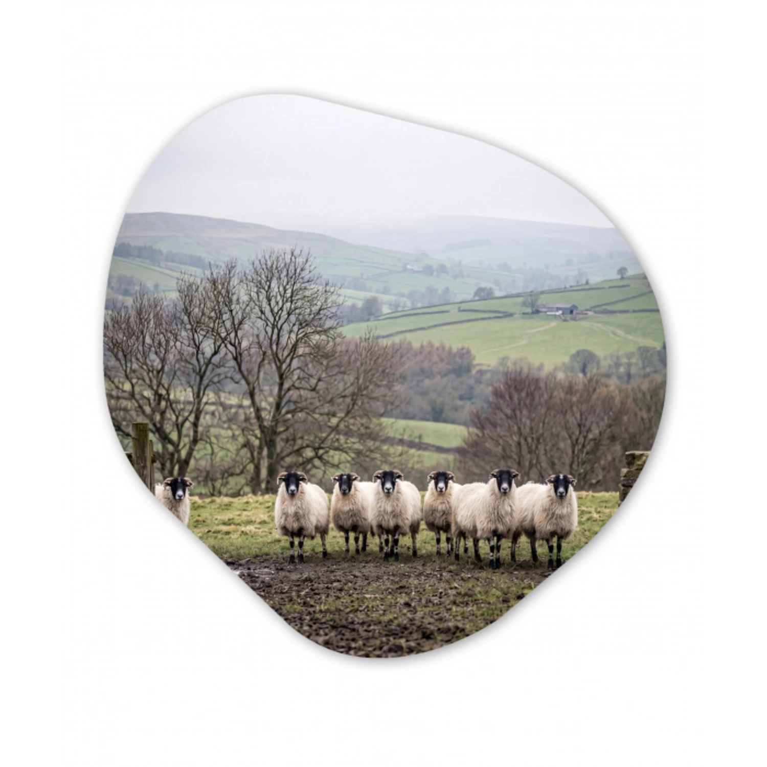 Schapen - Rij - Weide - Dieren - Platteland Wandcirkel Organisch Aluminium middel -3d
