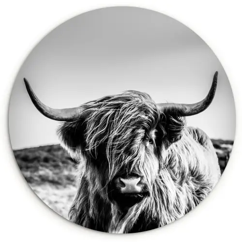 Koe - Schotse hooglander - Zwart - Wit - Dier - Natuur - Wild Wandcirkel kunststof plaat 5mm dik klein -3d