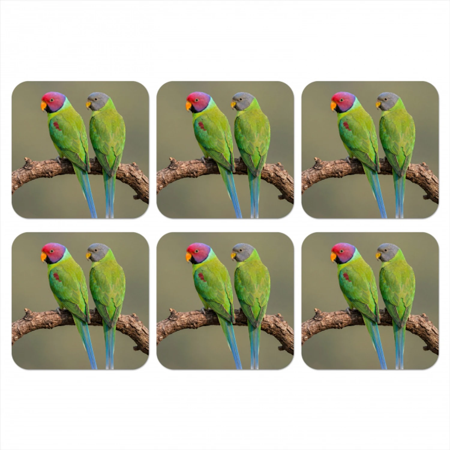 Papagaai - Tak - Natuur - Kleurrijk onderzetter kurk middel -3d