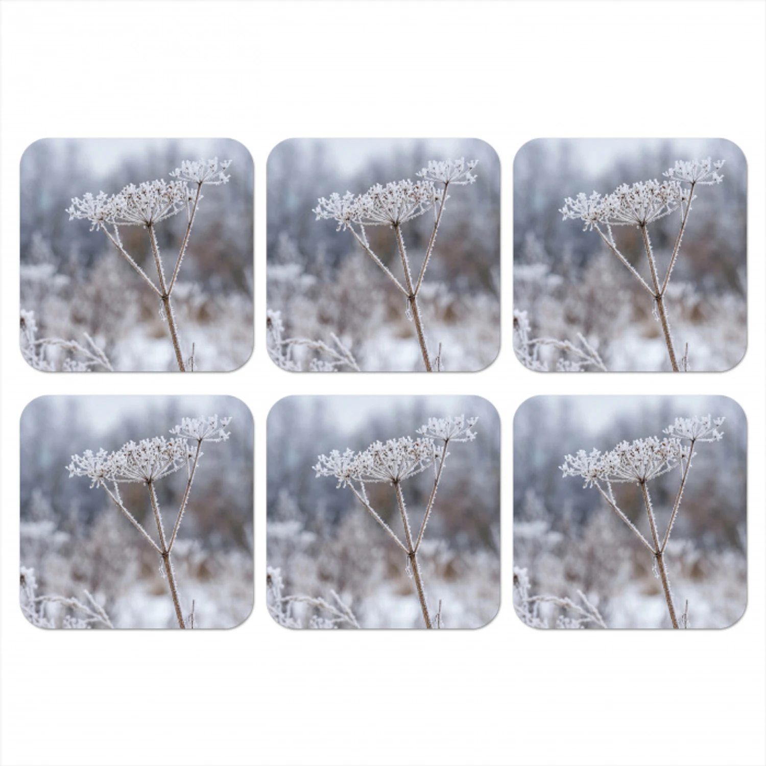 Schermbloem - Rijp - Kristallen - Winter - Delicaat onderzetter kurk middel -3d