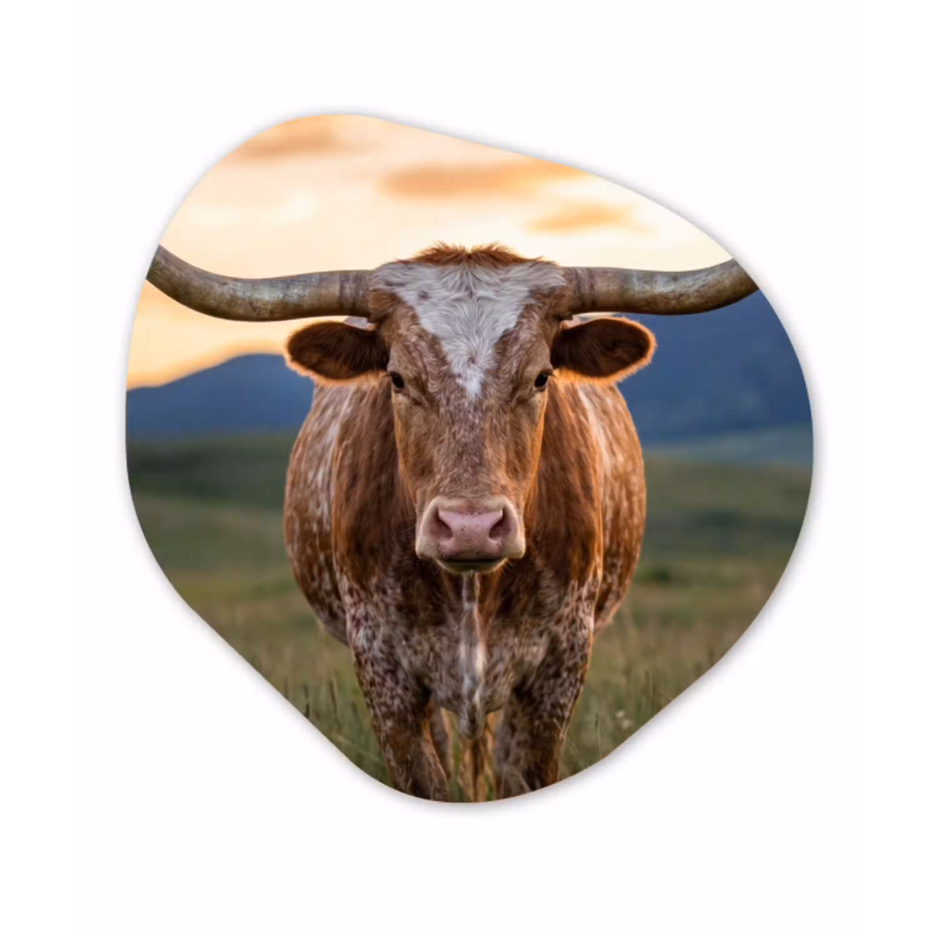 Longhorn - Landschap - Zonsondergang Wandcirkel Organisch Aluminium middel -3d