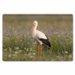 Ooienvaar - Bloemen - Weide - Kleurrijk Placemat vinyl groot -zzsfeer1_Kitchenyeah-website